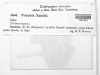 Micropuccinia xanthii image